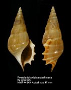Rostellariella delicatula (f) nana